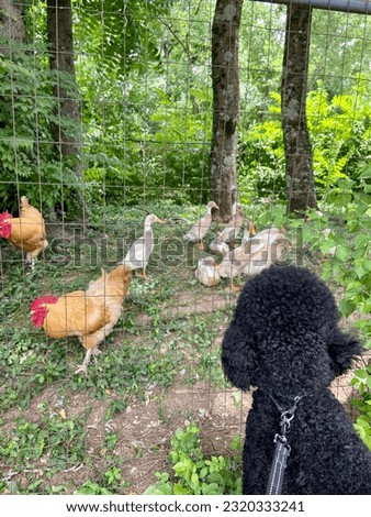 Chickens, ducks and a Poodle