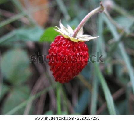 In this photo you can see a wild strawberry fruit