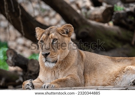 A portrait of a lioness relaxing on grass in a park in Israel. lioness on vacation