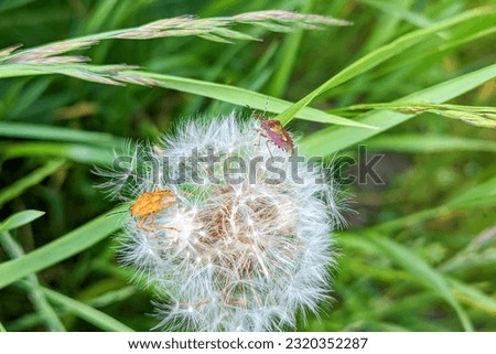 Two berry bugs sit on a dandelion. Gardens are popular with bedbugs.