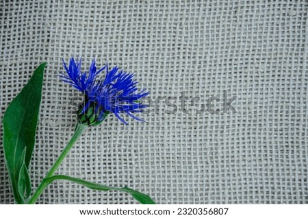 cornflower flower on canvas fabric, background. High quality photo