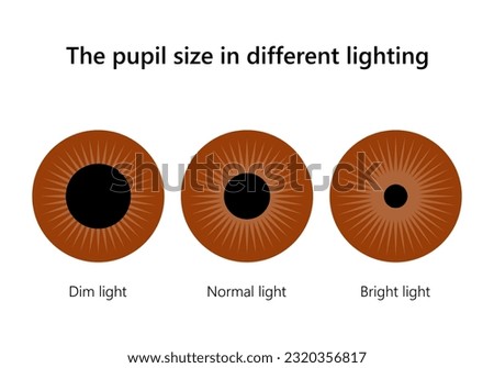 Human eye. The pupil size in different lighting. Royalty-Free Stock Photo #2320356817