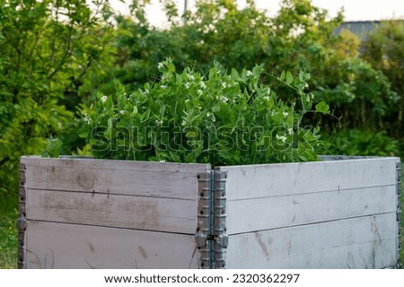 Pees growing in a raised garden bed