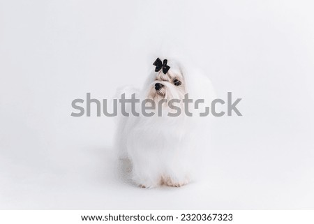 white maltese dog on white floor, isolated on white background, small luxury expensive dog