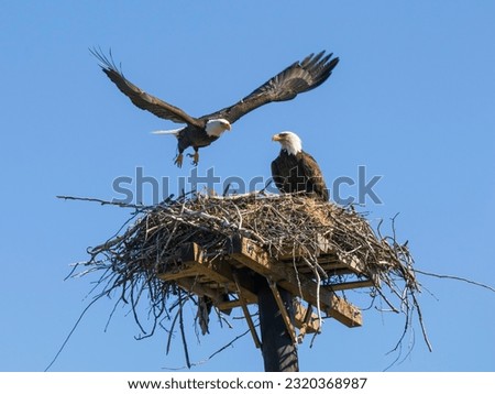 Nesting American Bald Eagle Pair 
