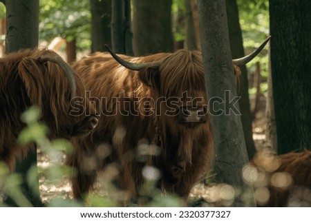 Scottish highlander rests beneath Mookerheide's trees, Limburg, Netherlands, Europe.