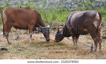 Two cows eating grass at the same point, are sold as sacrificial animals on Eid al-Adha Royalty-Free Stock Photo #2320378983