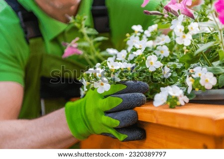 Closeup of Ornamental Bacopa Flowers Being Planted by Professional Gardener. Gardening and Landscaping Theme. Royalty-Free Stock Photo #2320389797