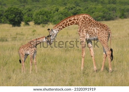 Gorgeous mother giraffe and her little cub gently touch their heads looking into each other's faces