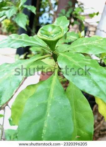 Leuenbergeria bleo or pereskia bleo or seven star needle plants with fresh green leaves and still green fruit
