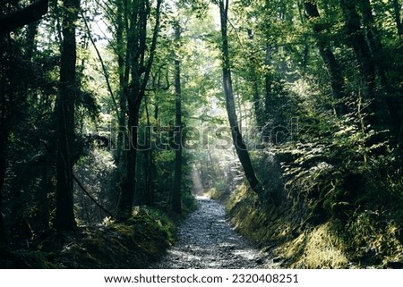 pilgrim trail through the forest to santiago, spain. High quality photo