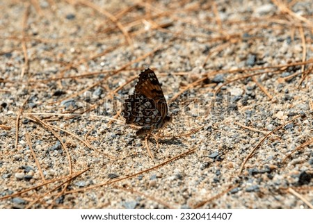 Orange and black butterflies white orange black butterflies on sand rocks soil earth summer season spring season insects 