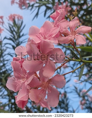 Nerium oleander, colloquially known as oleander, is a shrub or a small tree, known for its majestic pink five-lobed flowers and deep green lanceolate leaves. Selected focus, blurred background.