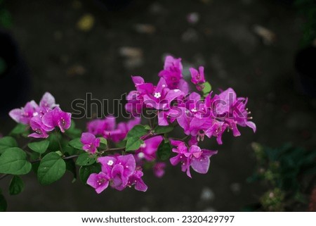 confetti is pink unlike other flowers, has white pistils, decorates the fences of farmers.