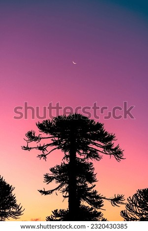 Araucaria tree at dawn in Conguillío National Park, Chile Royalty-Free Stock Photo #2320430385