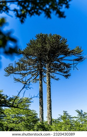 Araucaria Tree at Conguillio National Park Royalty-Free Stock Photo #2320430389