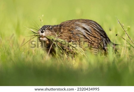 Muskrat collecting grasses to eat.