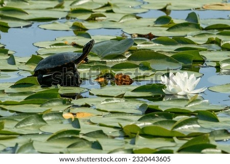 A lone turtle sits among the lily pads and flowers, enjoying the spring sunshine.  pond, painted turtle, white flower, water lily, eco system, green, 