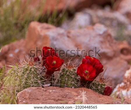 Echinocereus triglochidiatus also known as kingcup cactus, claretcup, and Mojave mound cactus. 
 Royalty-Free Stock Photo #2320448565