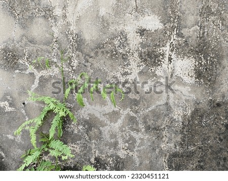 Green tree on old concrete wall texture natural background 