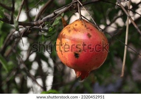 Hanging pomegranate fruit on its branch, shone by morning sunlight