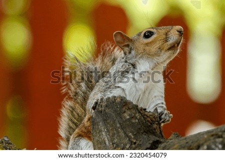 Western gray squirrel perched on tree stump