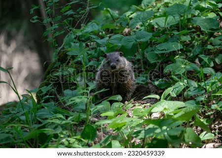 a closeup of a woodchuck in the Maribel cave park by Manitowoc, Wisconsin, USA