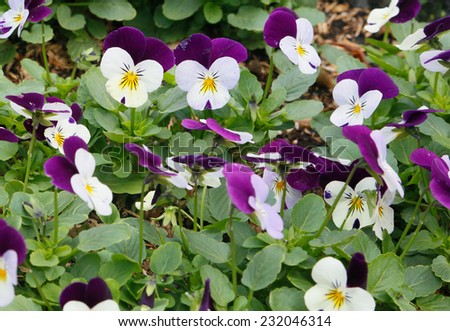 Purple viola tricolor (pansy) growing in the garden