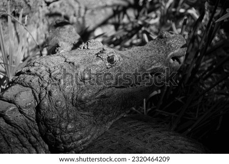 An alligator resting its head on another alligator. Black and white picture. 