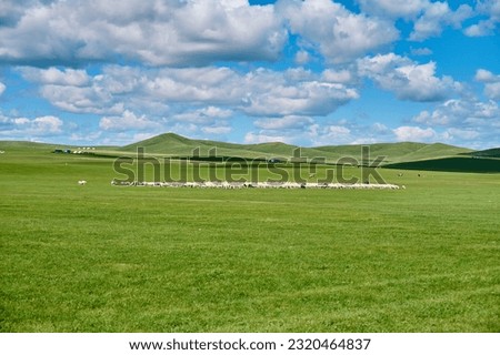 Hulunbeier grassland in Inner Mongolia, herd sheep Royalty-Free Stock Photo #2320464837