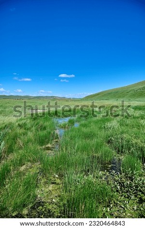 Hulunbeier grassland in Inner Mongolia, a swamp in the grassland Royalty-Free Stock Photo #2320464843
