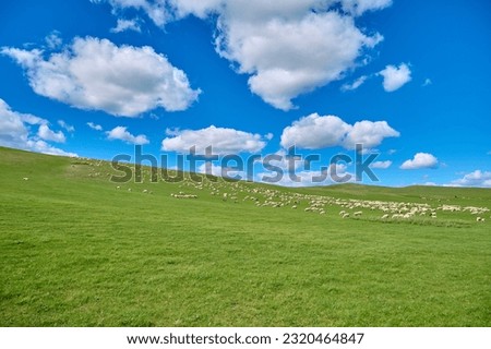 Hulunbeier grassland in Inner Mongolia, herd sheep Royalty-Free Stock Photo #2320464847