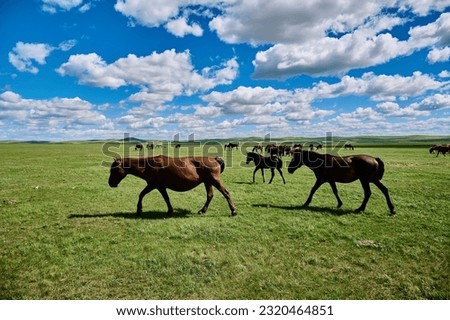Hulunbeier grassland in Inner Mongolia, horse ranch Royalty-Free Stock Photo #2320464851