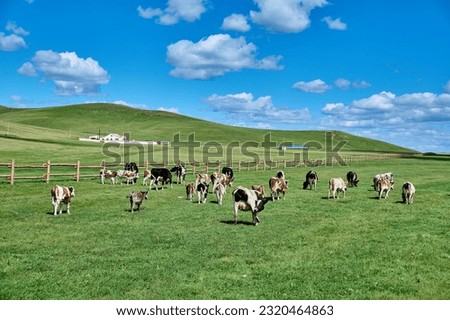Hulunbeier grassland in Inner Mongolia, dairy farm Royalty-Free Stock Photo #2320464863