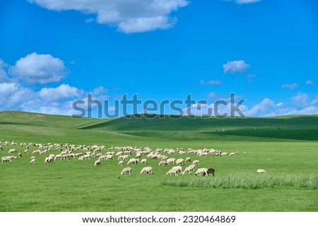 Hulunbeier grassland in Inner Mongolia, grazing land Royalty-Free Stock Photo #2320464869