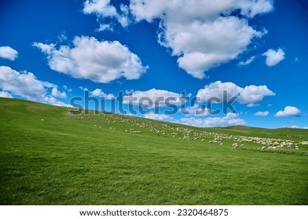 Hulunbeier grassland in Inner Mongolia, herd sheep Royalty-Free Stock Photo #2320464875