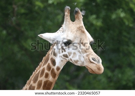 Close up view of Giraffe at Mysore Zoo
