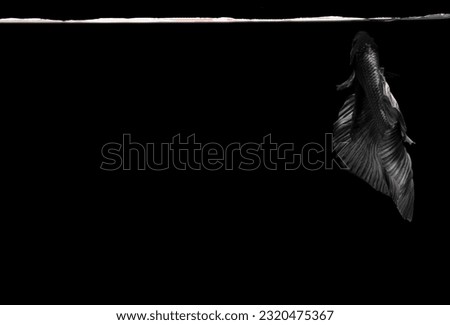 Grey Betta fish, Siamese fighting fish, betta Halfmoon, Betta splendens, Grey halfmoon betta isolated on black background