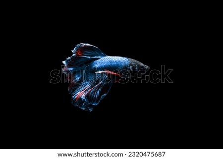 Betta fish, Siamese fighting fish, betta rosetail, Betta splendens, blue red halfmoon betta isolated on black background