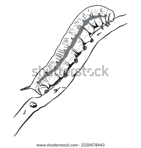 Worm Trees sketch vector 1 isolated