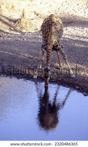 The tallest land mammal, with a neck as long as 6 feet, the giraffe is also well known for the unique brown and white pattern on its coat