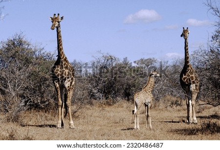 The tallest land mammal, with a neck as long as 6 feet, the giraffe is also well known for the unique brown and white pattern on its coat