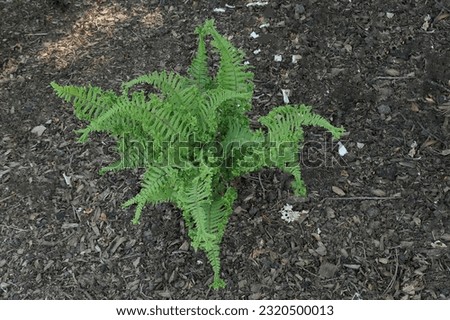 Closeup of the green leaves of the garden fern dryopteris affinis cristata planted in soil.