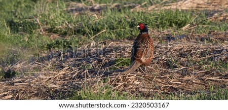 Beautiful colored male adult common pheasant with striking plumage and long and thin tail.