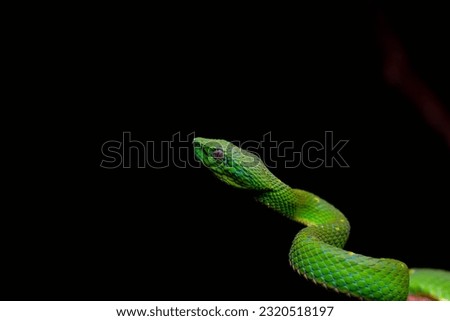 A green snake on a black background Royalty-Free Stock Photo #2320518197