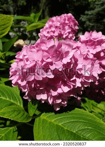 Large-leaved hydrangea beauty in one picture