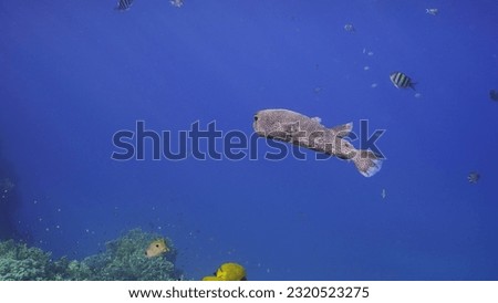 Porcupinefish swim in blue Ocean in sunlight. Ajargo, Giant Porcupinefish or Spotted Porcupine Fish (Diodon hystrix) swimming in blue water column to coral reef in sunrays, Red sea, Egypt
