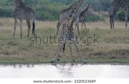 Cute Giraffe drinking water at a pond in Hwange National Park, Zimbabwe