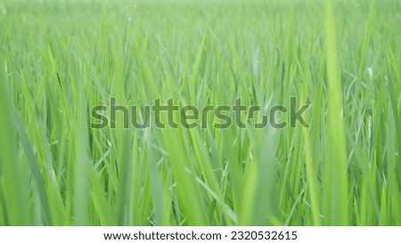 Close up of green rice seedlings in the fields rural 