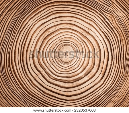 Cut, slice, section of larch tree wood isolated on a white background. Macro shot of a cut tree with annual rings. Stump, trunk of an old tree. Close up. Royalty-Free Stock Photo #2320537003